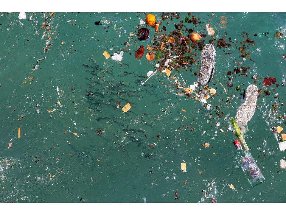 Déchets marins.jpeg