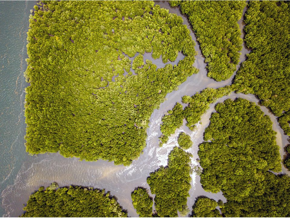 Mangrove thailandaise.jpg
